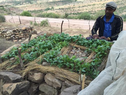 Growing food in Lesotho