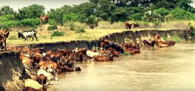 Still from the IRC Uganda / Watershed video &quot;Water Resources: Partake and Protect&quot;