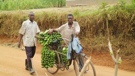 Men with bicycle bringing bananas to the market
