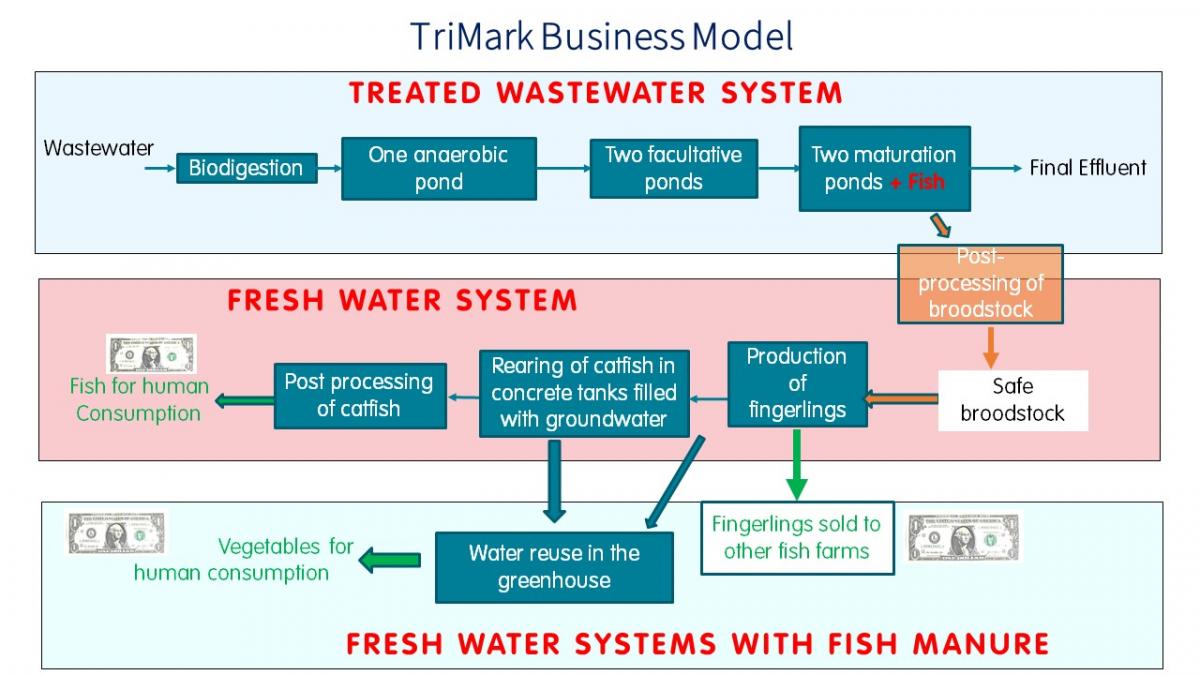 Wastewater-fed aquaculture diagram